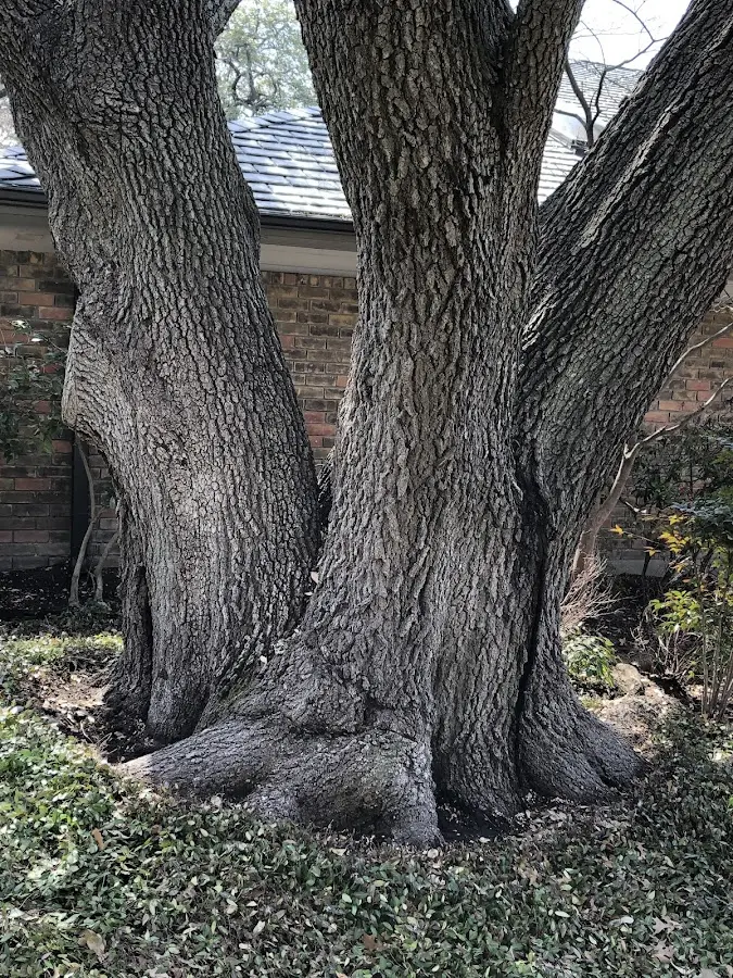 Mature heritage tree close to a Albany property cared for by certified arborists